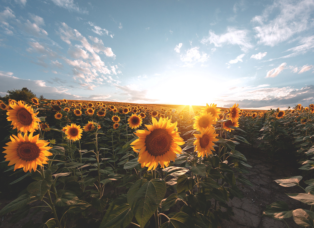 Paola, KS - Field of Sunflowers at Dusk